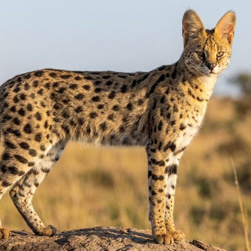 Fotografía de un gato Savannah