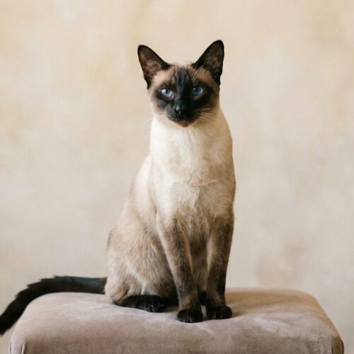 Fotografía de un gato Siames