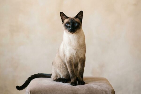 Fotografía de un gato Siames