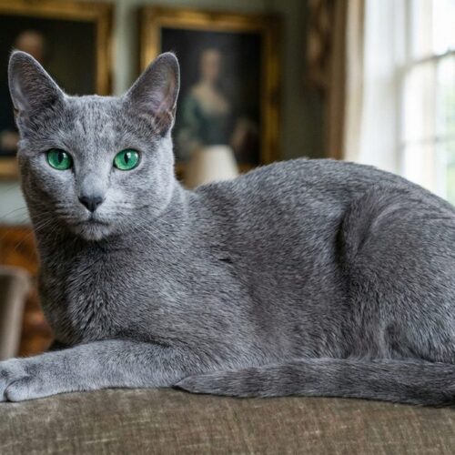 Fotografía de un gato Azul Ruso