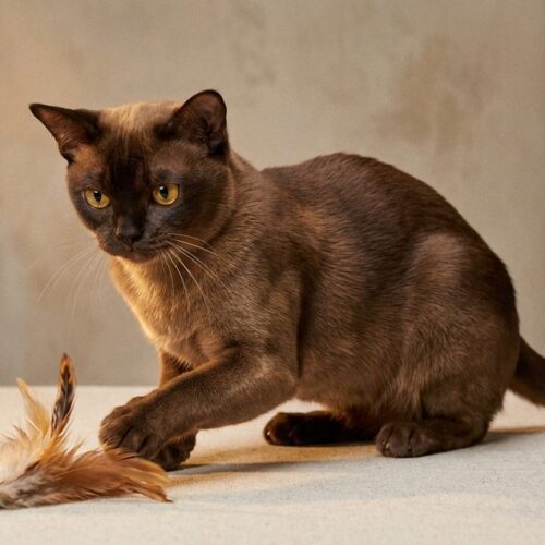 Fotografía de un gato Birmano