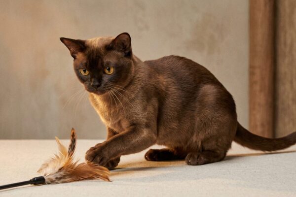 Fotografía de un gato Birmano